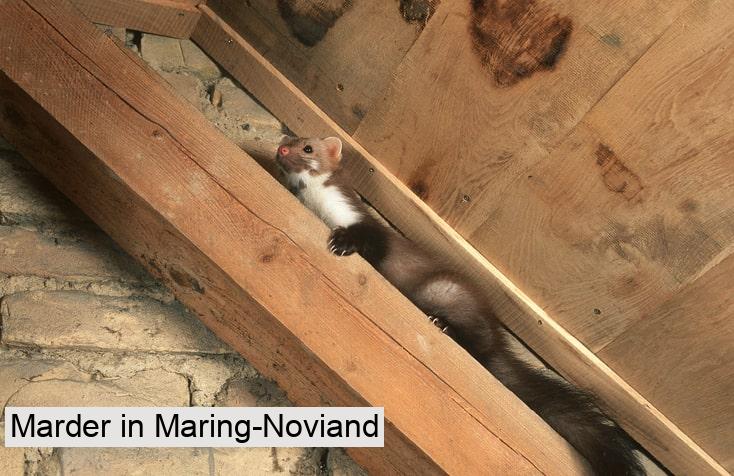 Marder in Maring-Noviand